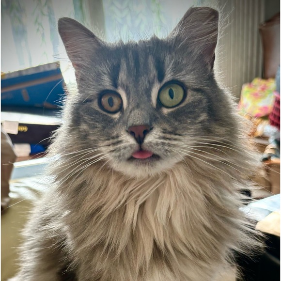 Meet your Posher, Ann - Picture 7 of 7